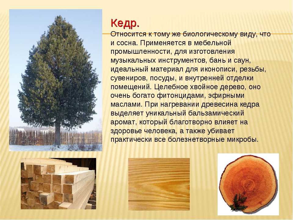 Ценные породы древесины в рф, тропические: названия, описания