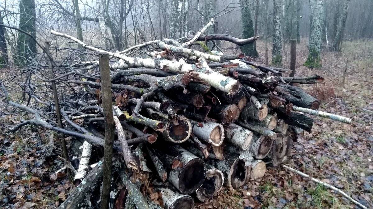 За сбор валежника и дров в лесу может грозить штраф или уголовная ответственость