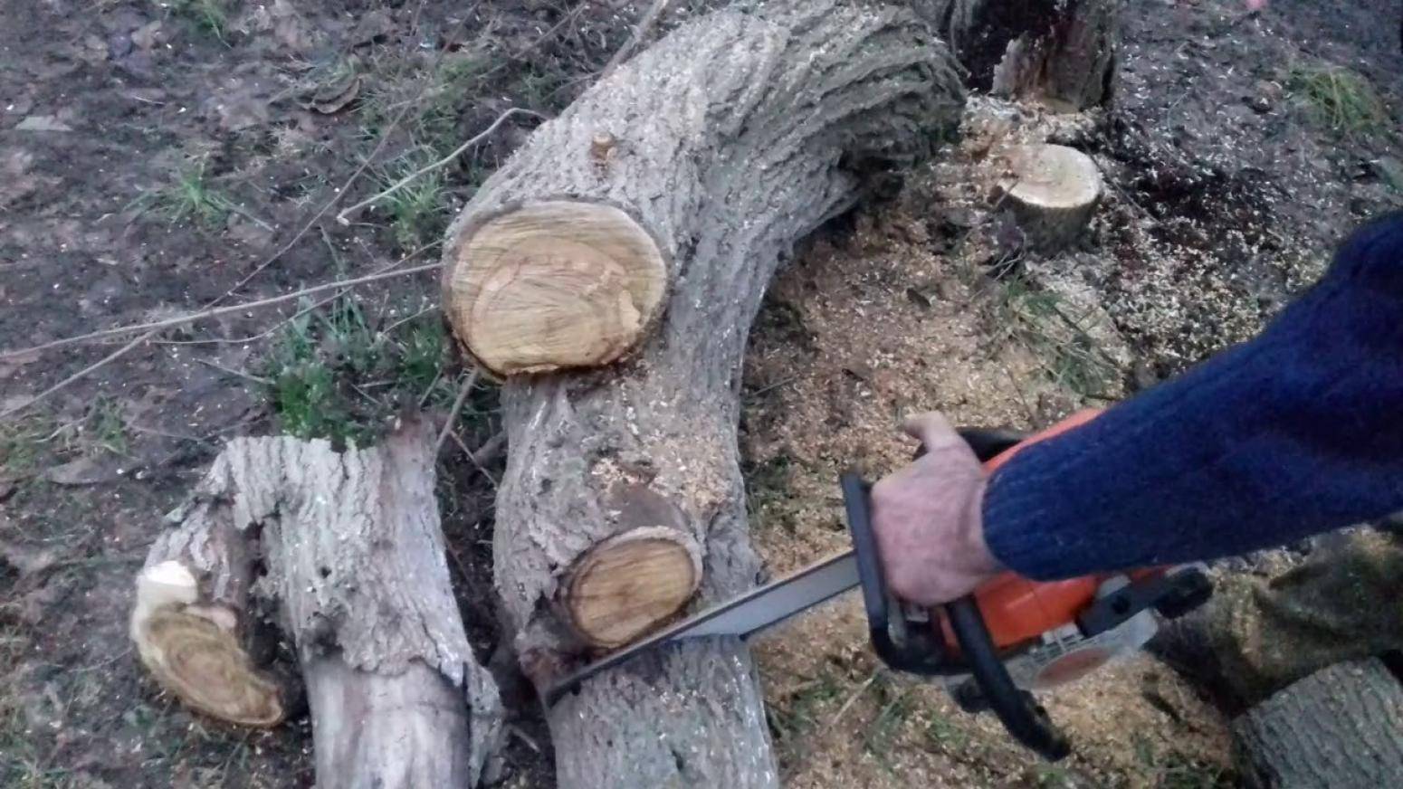 Незаконная вырубка деревьев в городе, штраф за спиленное дерево и вырубку дерева в лесу | cl-forest.ru