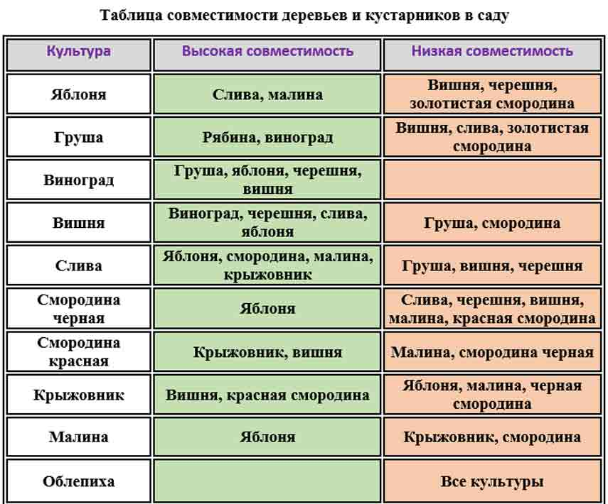 Какие деревья нельзя садить. Соседство плодовых деревьев и кустарников. Таблица совместимости плодовых деревьев и кустарников. Какие плодовые деревья можно сажать рядом друг с другом таблица. Совместимость плодовых деревьев и кустарников в саду таблица.