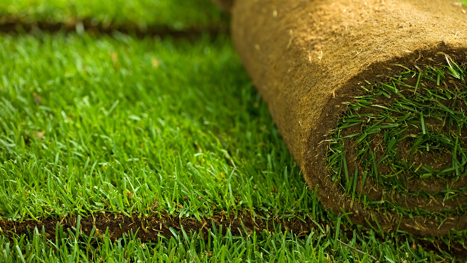 Как правильно стелить рулонный газон: как правильно укладывать и ухаживать