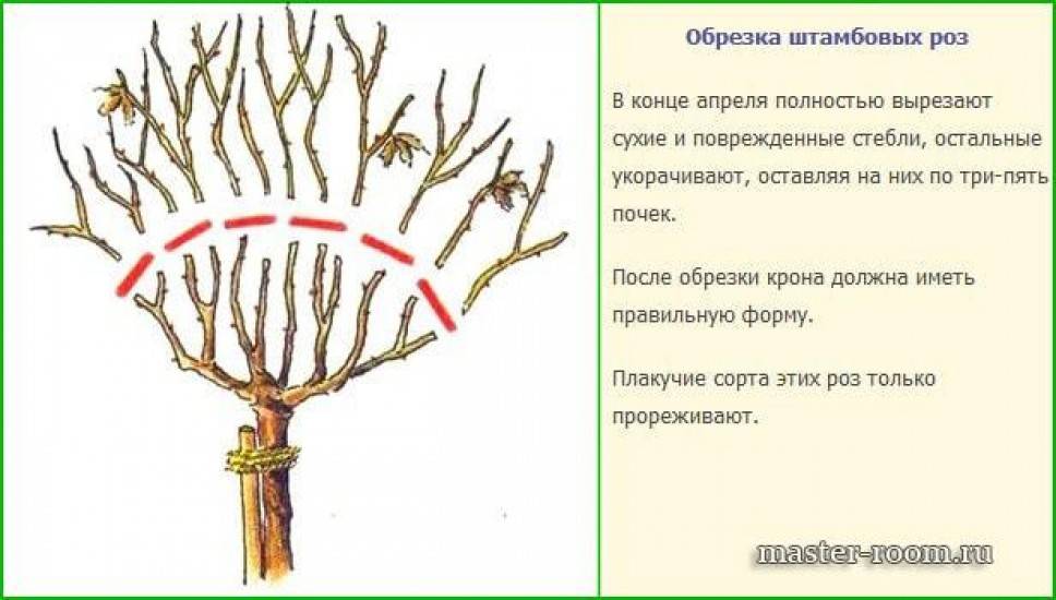 Как сформировать штамбовую розу схема для начинающих