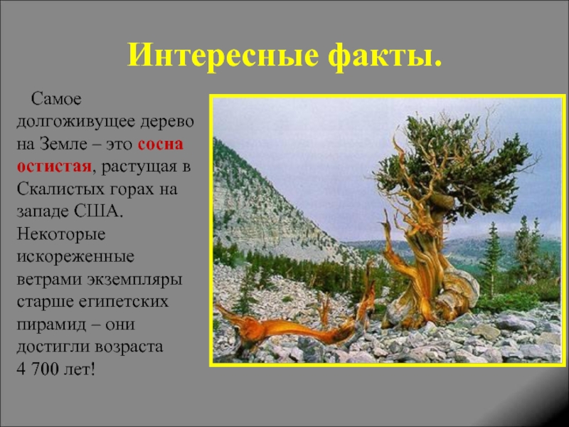 Сосна обыкновенная, или сосна лесная — pinus sylvestris | russianpermaculture.ru