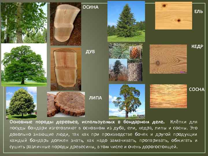 Ольха или липа для парной что лучше. вагонка для парилки: какая лучше.