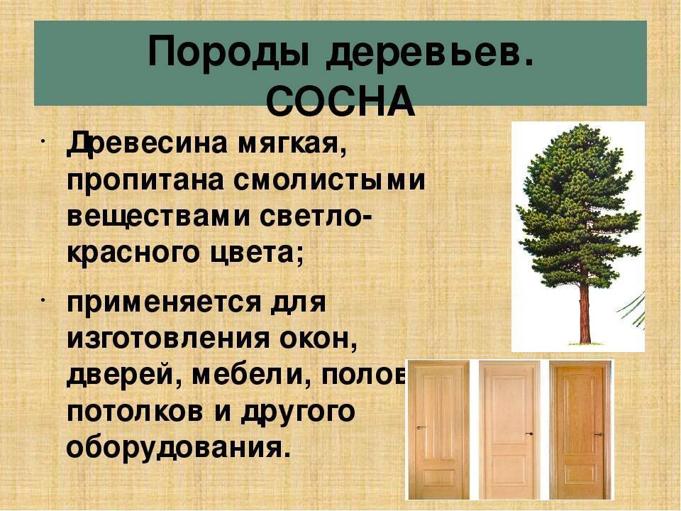 Разные породы древесины и малоизвестные факты о них