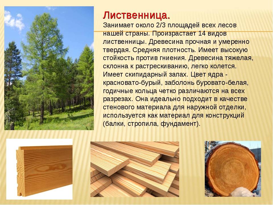 Какие бывают породы древесины и их особенности