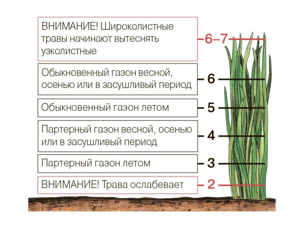 Уход за газоном - обязательные и специальные работы, правила ухода в течении года. советы для начинающих с фото-обзорами
уход за газоном - обязательные и специальные работы, правила ухода в течении года. советы для начинающих с фото-обзорами