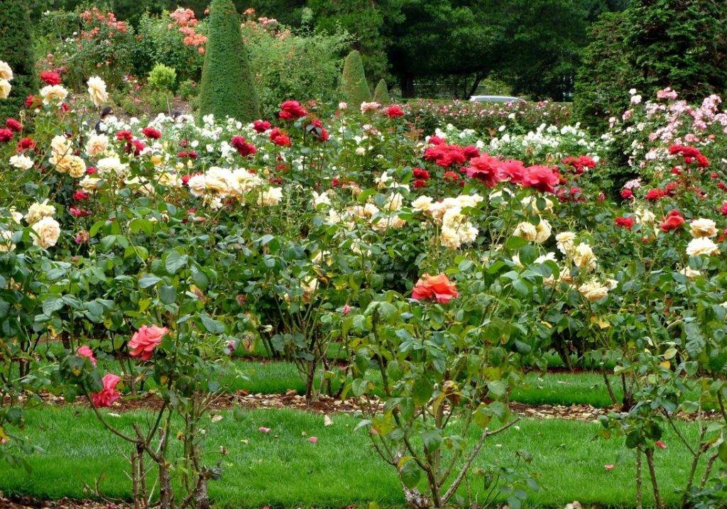 Роза: описание 16 сортов, особенности и уход — такая разная королева цветов (150 фото & видео) +отзывы